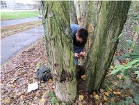 Průzkum vybraných bezobratlých živočichů v řešené zeleni