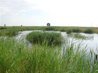 Jeden z mokřadů v dobývacím prostoru Slatinice