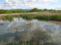 Jeden z mokřadů v prostoru Centrum II.
