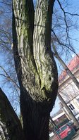 Jeden z posuzovaných stromů v Sokolově.