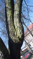 Jeden z posuzovaných stromů v Sokolově.